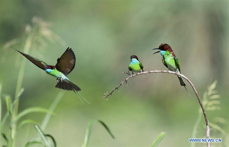 CHINA-FUJIAN-ENVIRONMENT-BIRDS (CN)