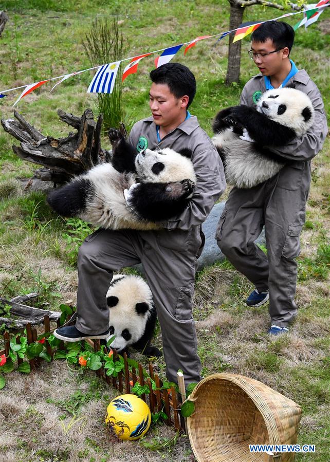 CHINA-SICHUAN-FOOTBALL-THEMED PARTY-GIANT PANDAS (CN)