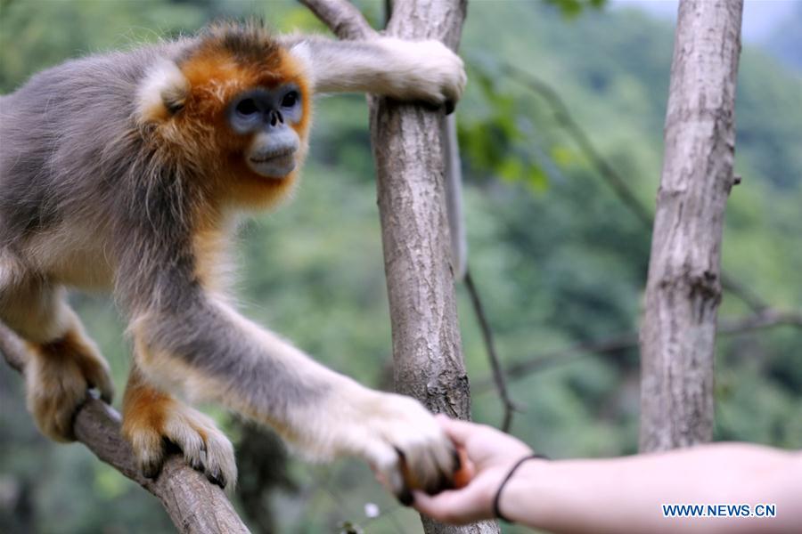 #CHINA-GANSU-GOLDEN MONKEY (CN*)