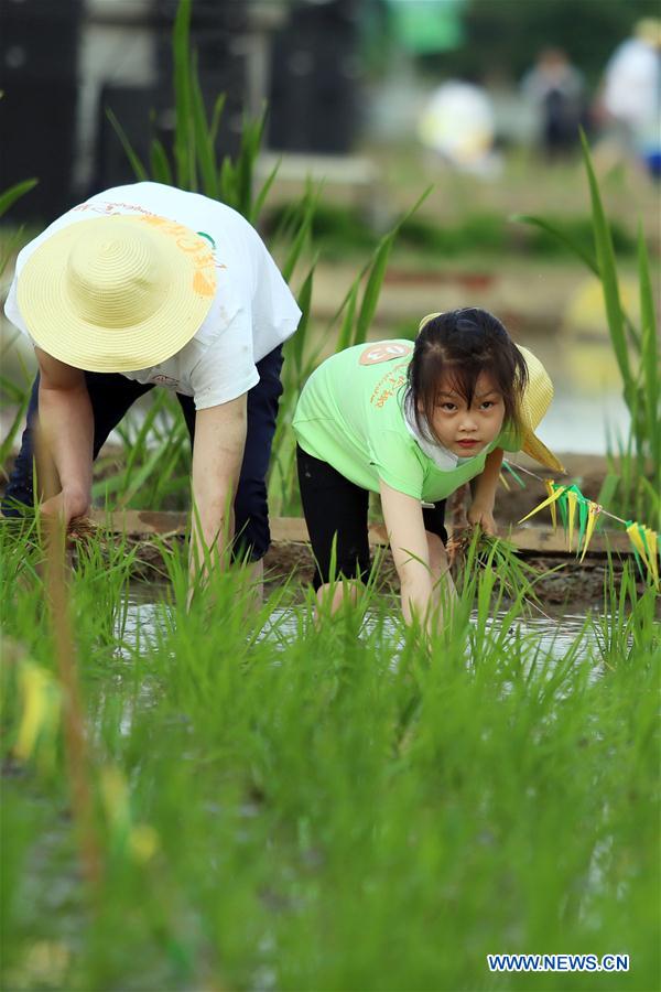 #CHINA-JIANGSU-RICE SEEDLING TRANSPLANTING (CN)