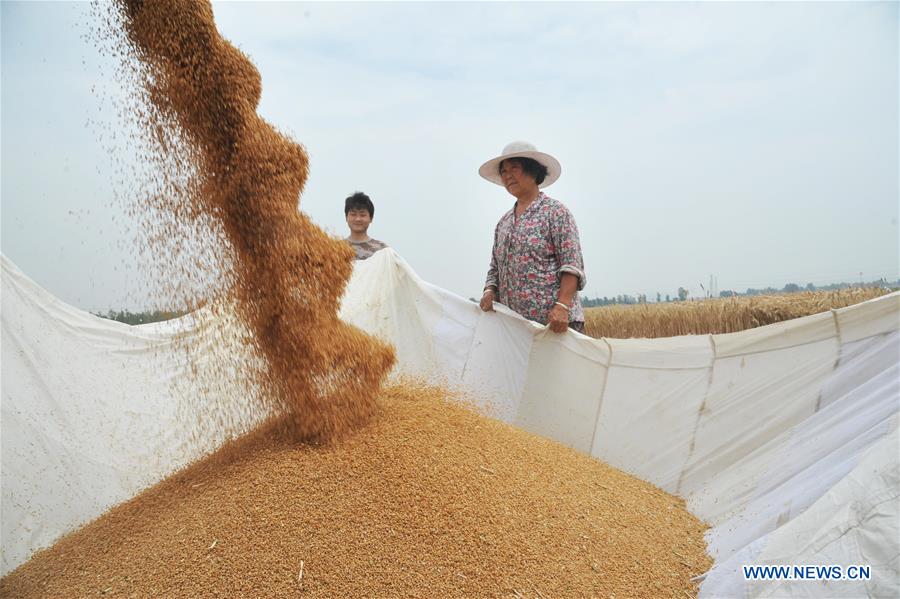 #CHINA-AGRICULTURE-WHEAT HARVEST (CN)