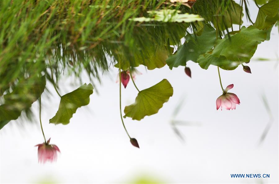 #CHINA-NATURE-LOTUS FLOWER (CN)