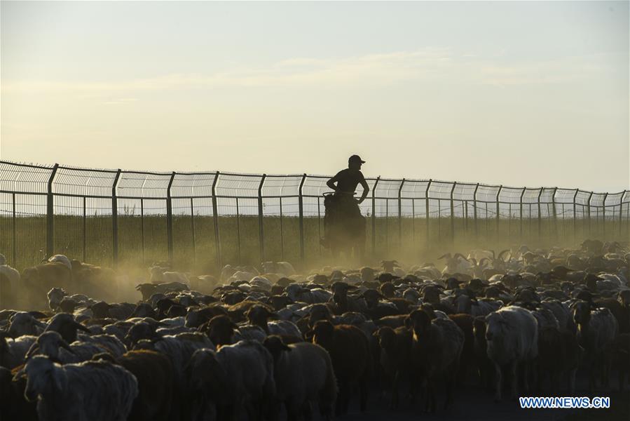 CHINA-XINJIANG-SUMMER PASTURE-TRANSFER (CN)