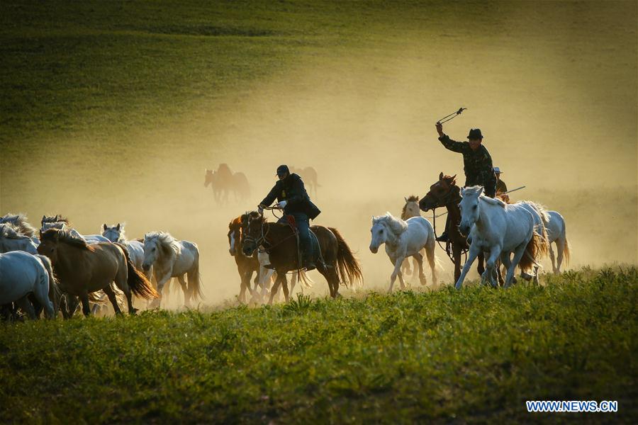 CHINA-INNER MONGOLIA-GRASSLAND-HORSES (CN)