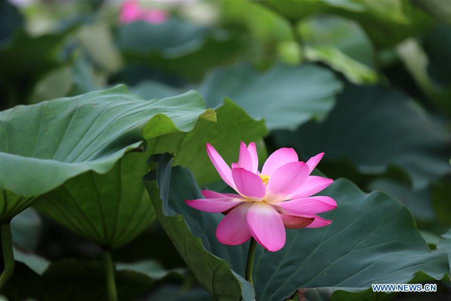 #CHINA-JIANGSU-LOTUS FLOWERS (CN)