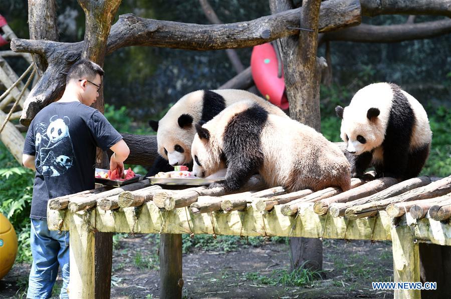 CHINA-CHONGQING-ZOO-ANIMAL-HEAT-RELIEF (CN)