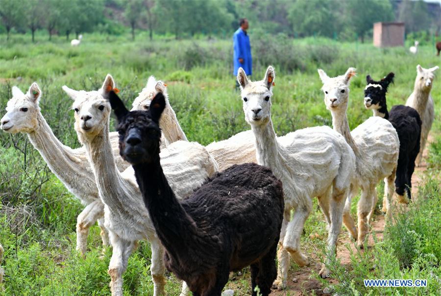 CHINA-SHANXI-YANGQU-ALPACA BREEDING-POVERTY ALLEVIATION (CN)