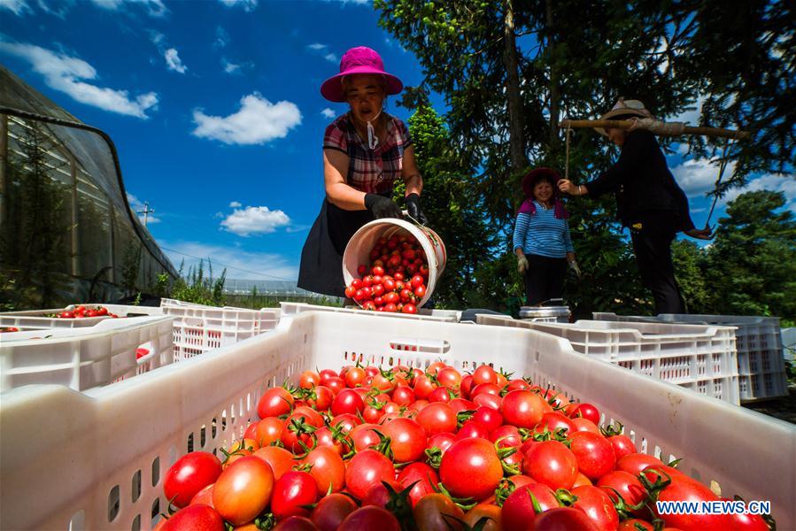 #CHINA-GUIZHOU-CHERRY TOMATOES-HARVEST (CN)