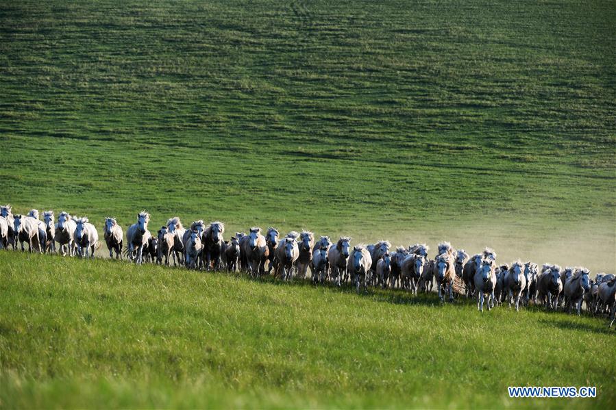 CHINA-INNER MONGOLIA-XILIN GOL-HORSE-SCENERY (CN)