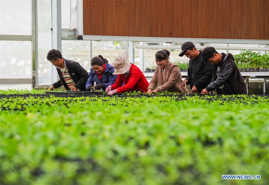 CHINA-TIBET-SHANNAN-POVERTY ALLEVIATION (CN)