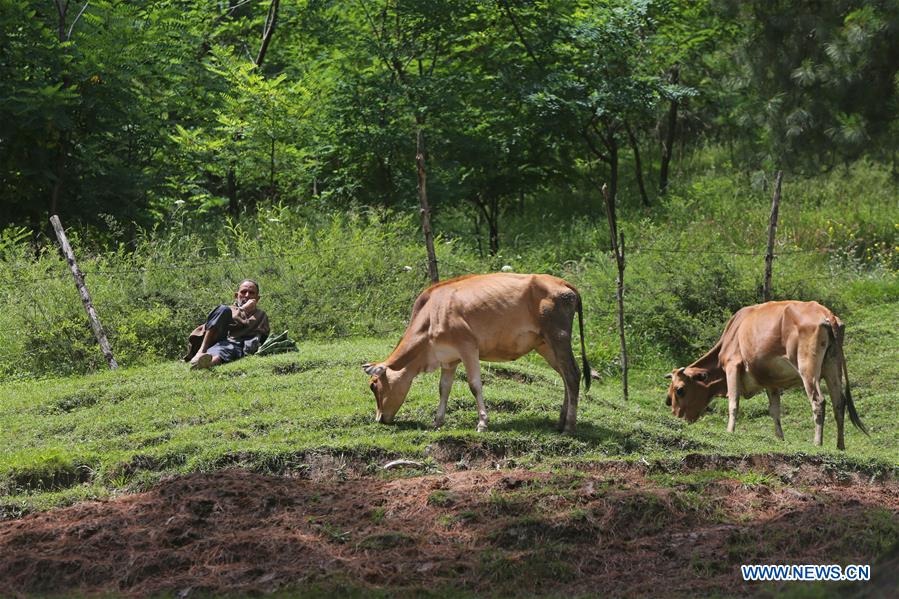 KASHMIR-SRINAGAR-DAILY LIFE