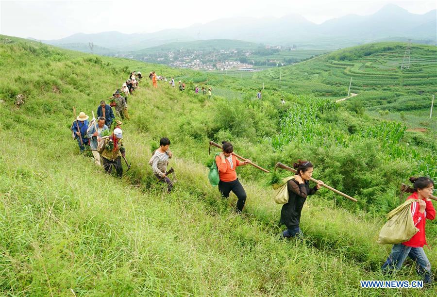 CHINA-HEBEI-LUANXIAN-AFFORESTATION(CN)