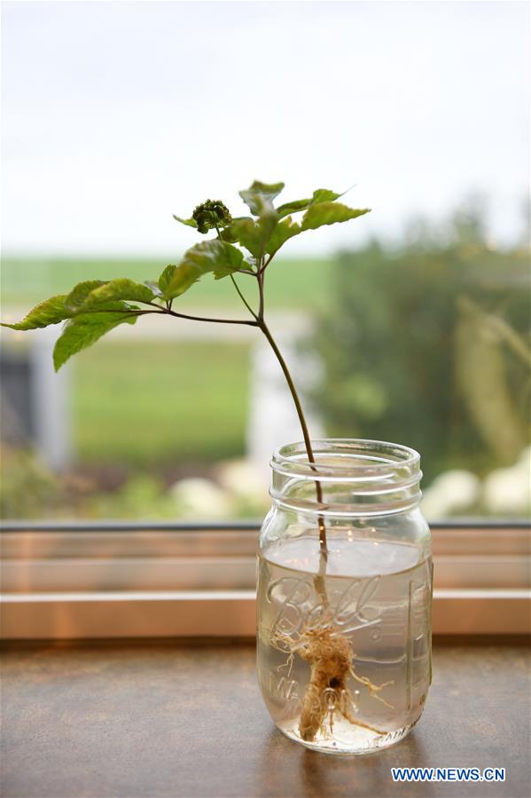 U.S.-WISCONSIN-GINSENG-TRADE-FARM