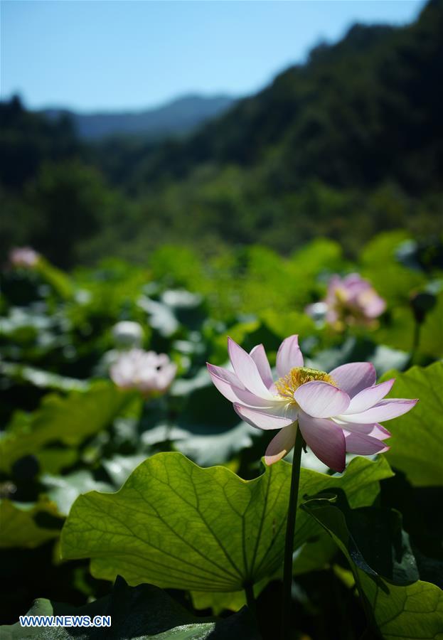 CHINA-SHAANXI-LOTUS(CN)