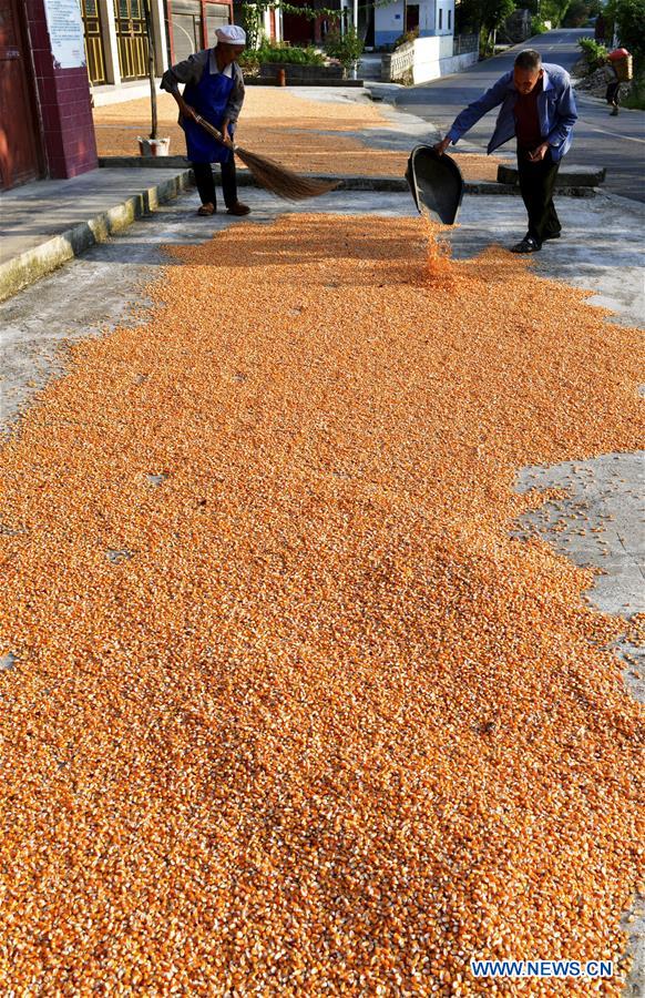 #CHINA-GUIZHOU-ZUNYI-FARM WORK (CN)