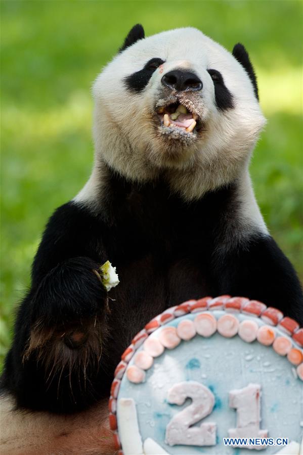 U.S.-WASHINGTON D.C.-GIANT PANDA-TIAN TIAN-BIRTHDAY