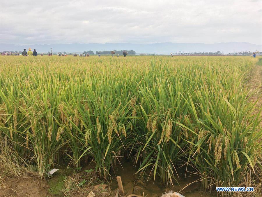 CHINA-YUNNAN-SUPER HYBRID RICE OUTPUT-NEW RECORD (CN)