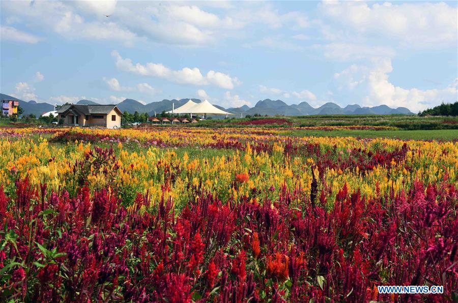 CHINA-YUNNAN-LUOPING-COLORFUL FLOWER FIELDS (CN)