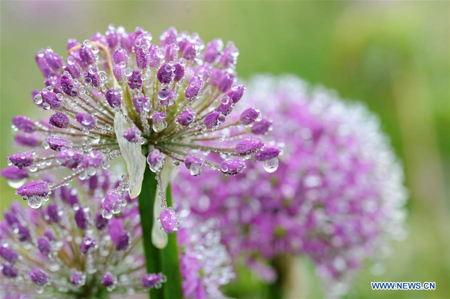 #CHINA-GUIZHOU-CHIVE FLOWER(CN)