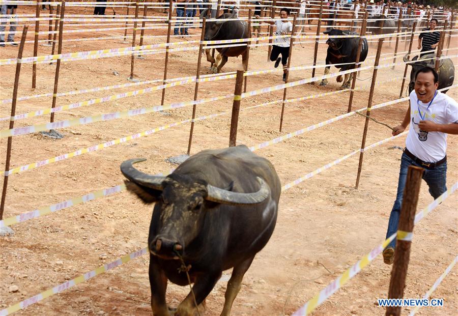 CHINA-JIANGXI-CATTLE (CN)