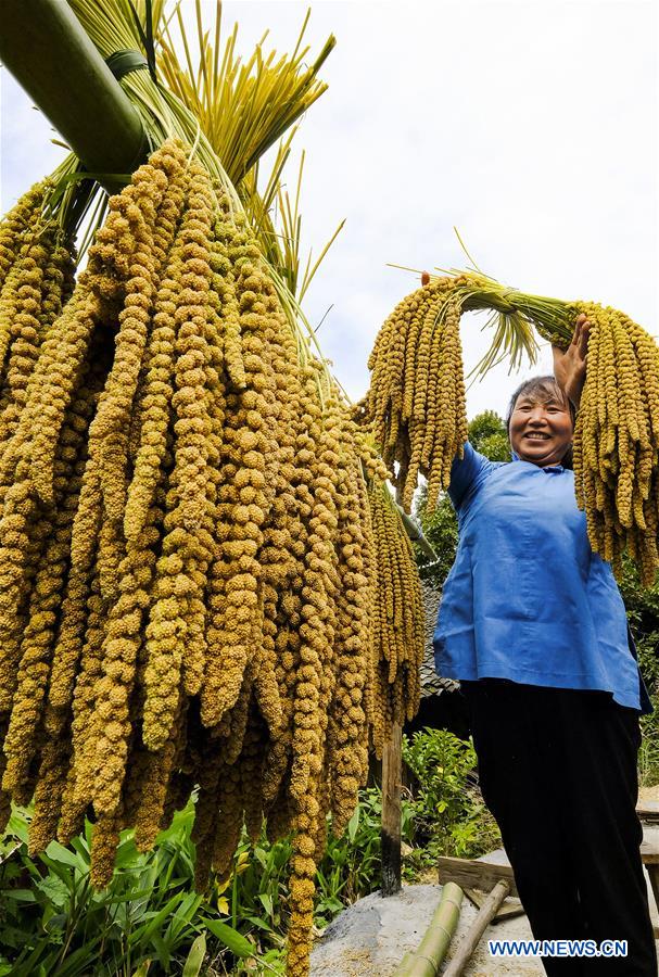 #CHINA-AUTUMN-HARVEST (CN)