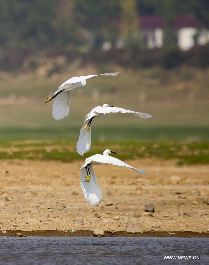 #CHINA-JIANGXI-POYANG LAKE-EGRETS (CN)