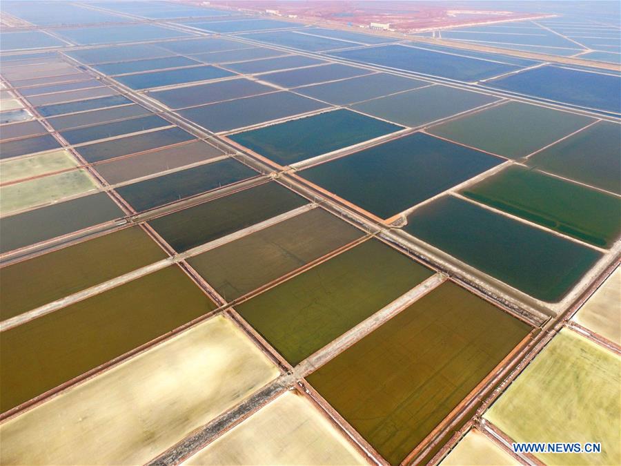 #CHINA-SHANDONG-SALTWORKS-HARVEST (CN)