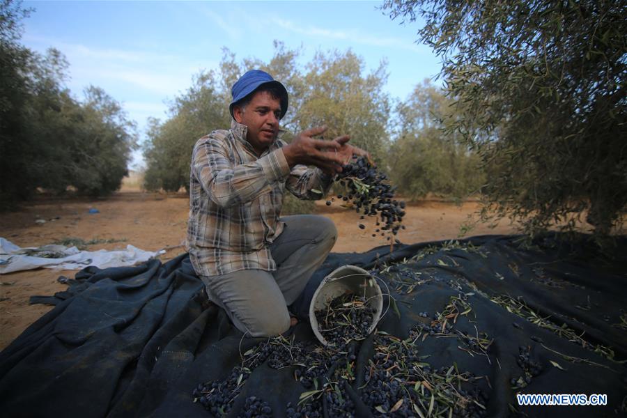 MIDEAST-GAZA-OLIVE-HARVEST