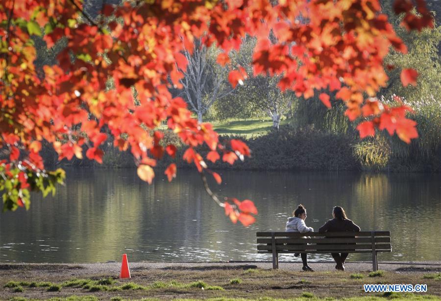 CANADA-VANCOUVER-AUTUMN-MAPLE