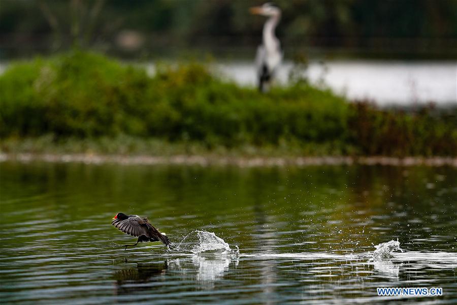 CHINA-GUIZHOU-BIRDS (CN)