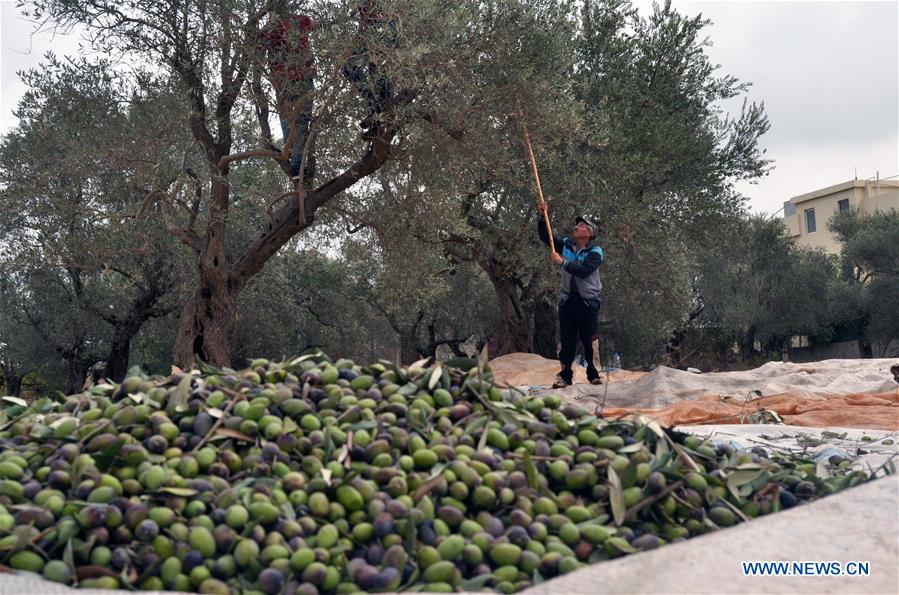 LEBANON-KOURA-OLIVES-HARVEST