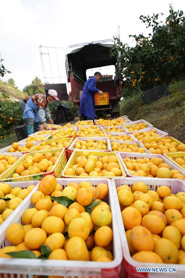 #CHINA-GUIZHOU-ORANGE-HARVEST (CN)