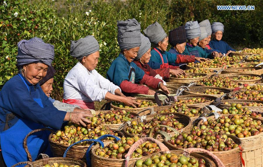 #CHINA-GUIZHOU-FRUIT-HARVEST (CN)