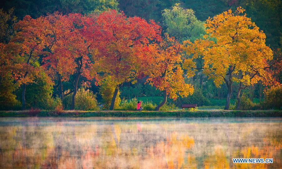 #CHINA-NANJING-AUTUMN SCENERY (CN)