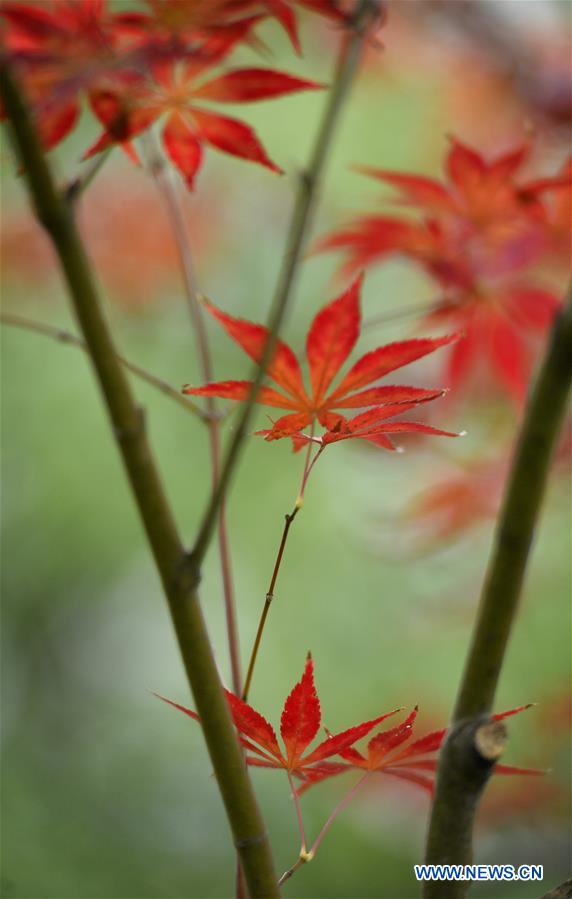 #CHINA-HUBEI-AUTUMN SCENERY (CN)