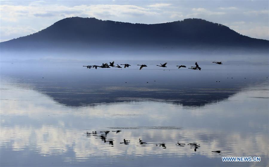 #CHINA-SHANDONG-RONGCHENG-SWAN (CN)