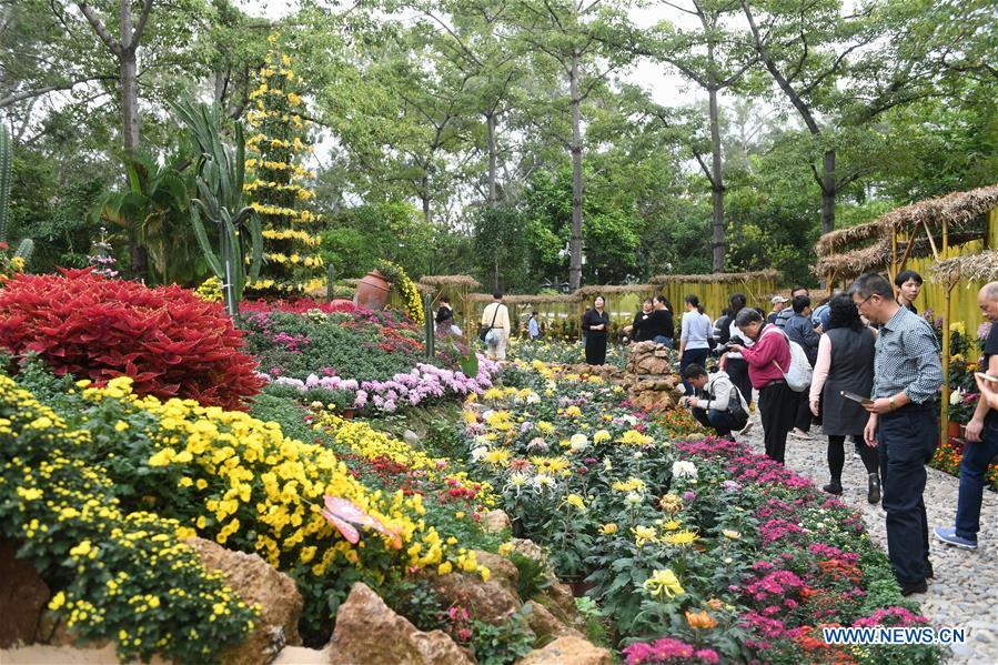 FUJIAN-FUZHOU-CHRYSANTHEMUM