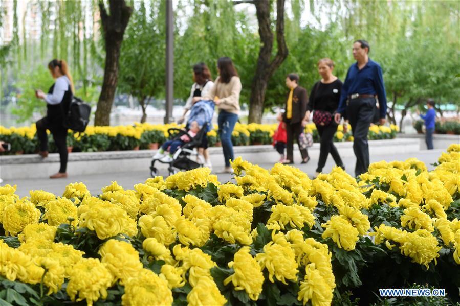 FUJIAN-FUZHOU-CHRYSANTHEMUM