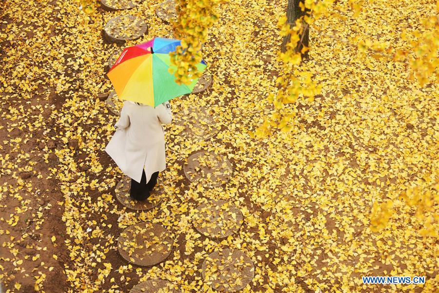 #CHINA-SHANDONG-GINKGO TREES (CN)