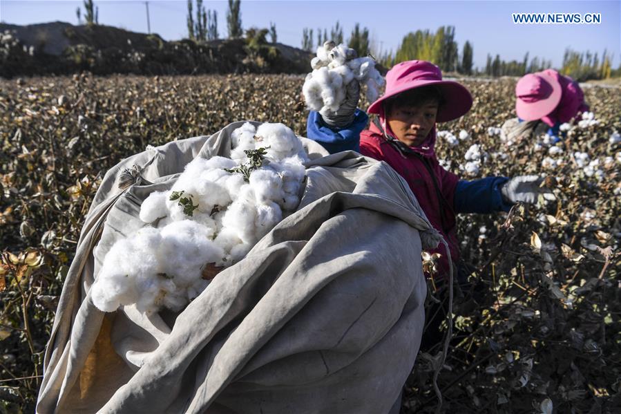 CHINA-XINJIANG-URUMQI-COTTON SEASON(CN)