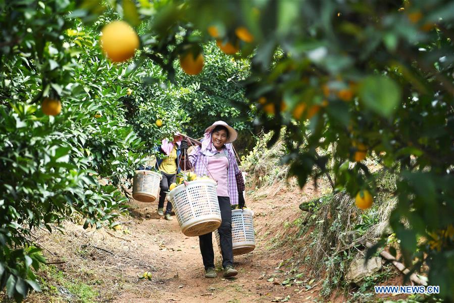 CHINA-JIANGXI-NAVEL ORANGE-HARVEST(CN)