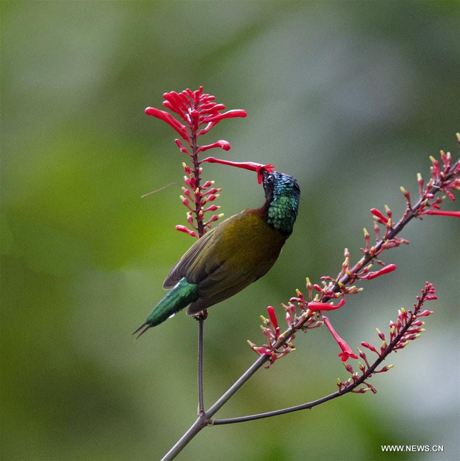 CHINA-FUZHOU-FLOWERS-BIRD (CN) 