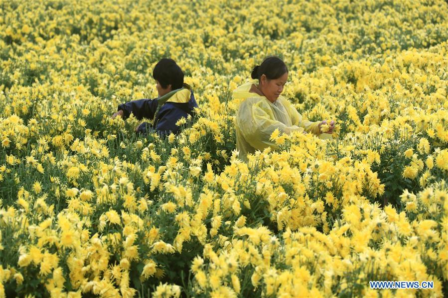 #CHINA-ANHUI-HUANGSHAN-CHRYSANTHEMUM (CN)