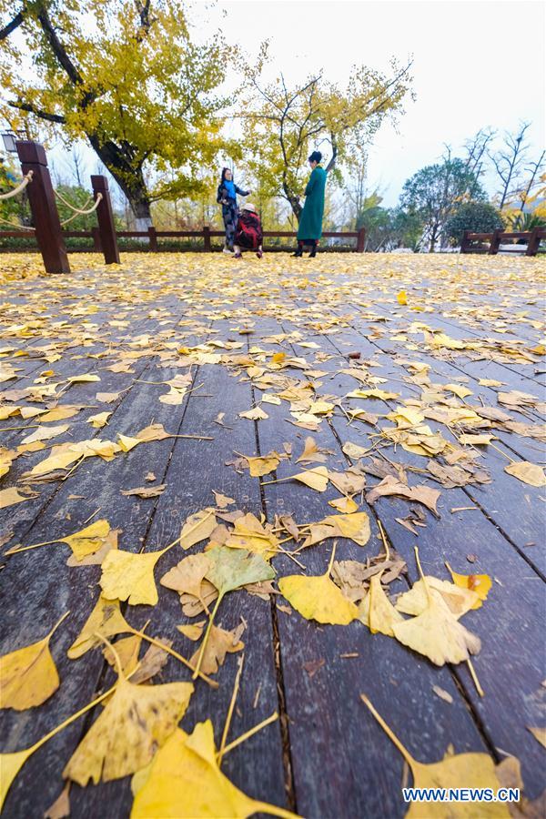 CHINA-ZHEJIANG-CHANGXING-GINKGO-SCENERY (CN) 