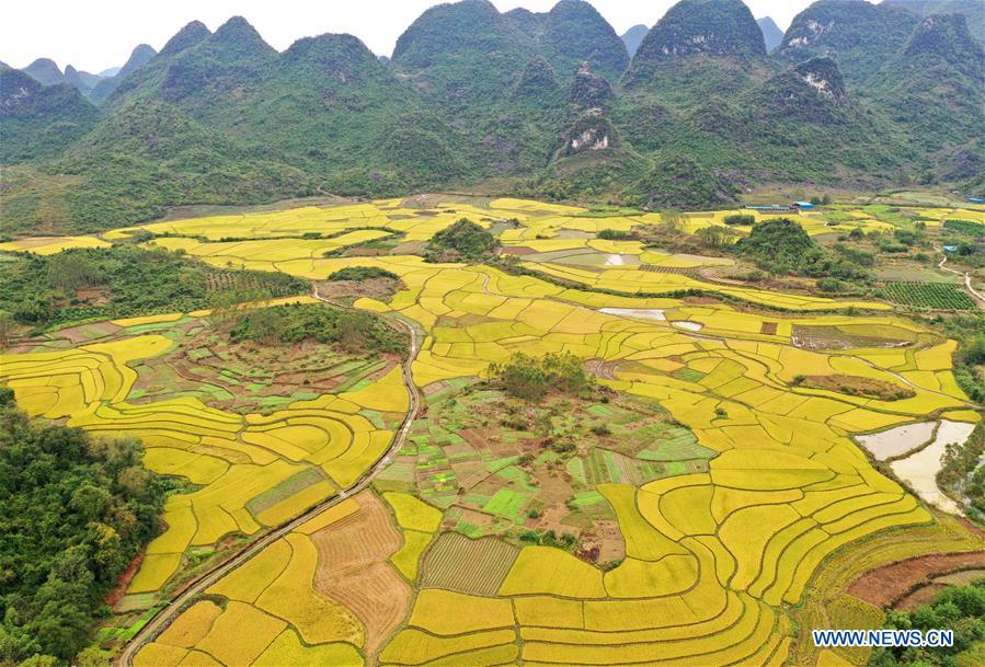 CHINA-GUANGXI-RICE-SCENERY (CN)