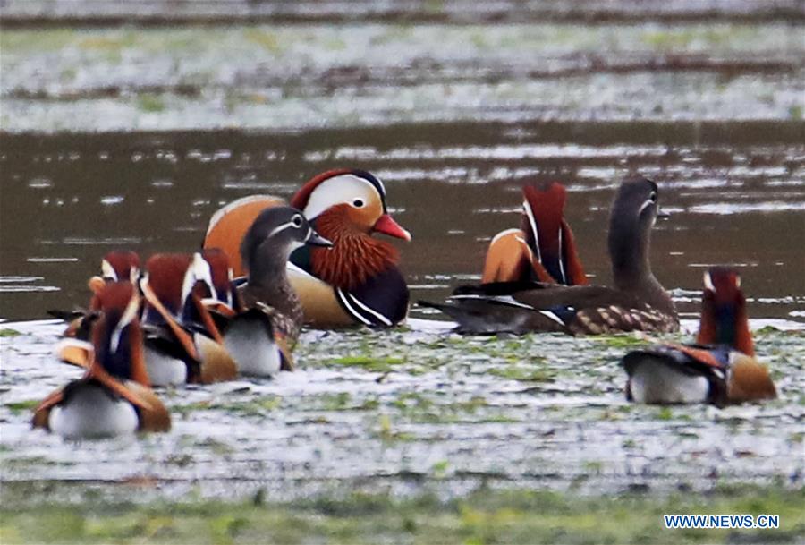 #CHINA-ANHUI-XIN'AN RIVER-WILD MANDARIN DUCKS (CN)