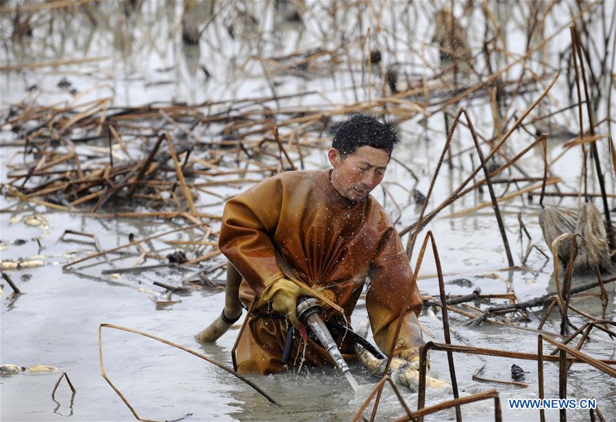 CHINA-ANHUI-LOTUS ROOT-HARVEST (CN)