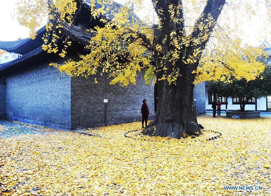 #CHINA-AUTUMN-GINKGO (CN)