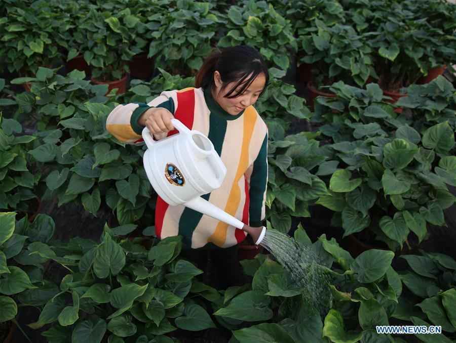 #CHINA-HEBEI-FLOWER INDUSTRY (CN)