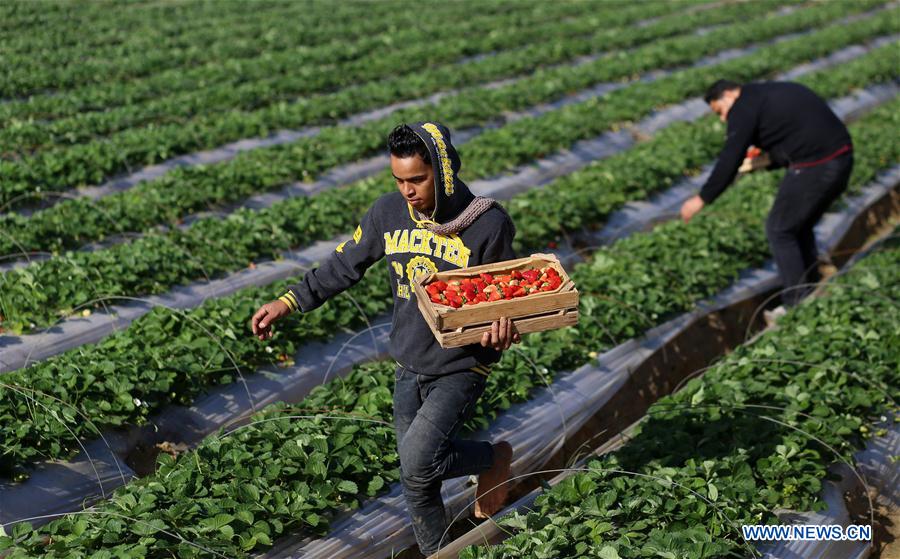 MIDEAST-GAZA-STRAWBERRY-HARVEST